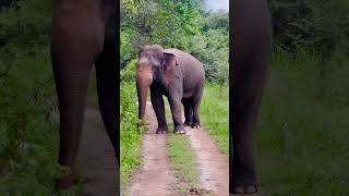 Wasgamuwa National Park 🏞️ elephant wildlife nature srilanka shorts subscribe like share [upl. by Lambart484]