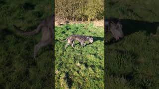 Scottish deerhound pup [upl. by Salena861]