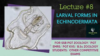 Larval forms in echinoderms I ssb pgt zoology I BSc zoology I bilingual content odia amp english I [upl. by Chud460]