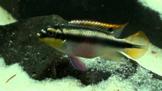 Pelvicachromis pulcher amp taeniatus HD movie 01  Rainbow amp Slender Krib [upl. by Morell]