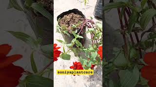 Zinnia flower grow and care tipszinniayoutubeshorts [upl. by Ylimme]