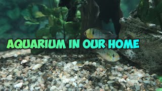 Aquarium at Home [upl. by Themis255]