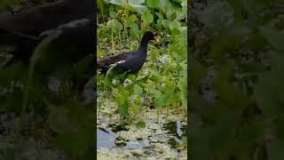 Common Gallinule bird call shorts birds wildlife bird birdsounds [upl. by Yetah]