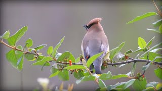 Cedar Waxwing Bombycilla cedrorum [upl. by Neelhtac74]