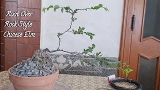 chinese elm bonsai  root over rock style  bonsai care  shaping  training  Bonsaiart324 [upl. by Pich]