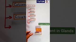 Glandular Epithelium Tissue Class 9  short shorts [upl. by Luapsemaj]