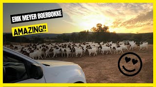 ✅ BOER GOAT FARM  Erik Meyer Boerbokke South African [upl. by Ycniuq]