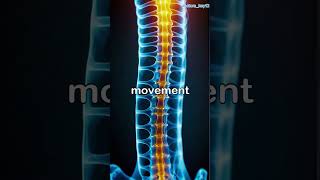 Vertebral column vertebral vertebralcolumn anatomia medical anatomy anatomy medicina medicos [upl. by Reitrac]