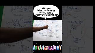 Mechanism of action of pyruvate dehydrogenase complex [upl. by Eirellam]