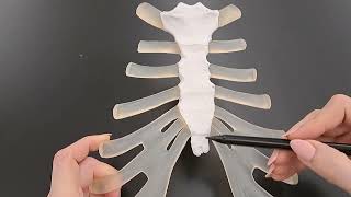 Anatomy of the Sternum in under 2 minutes [upl. by Colby]