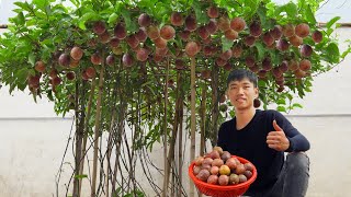 Home gardening Growing passion fruit at home is surprising because of its unbelievable productivity [upl. by Acinor]