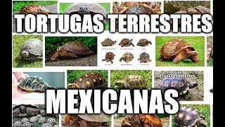 5 tortugas terrestres que habitan en México [upl. by Okiruy]