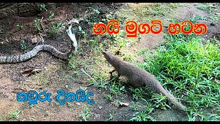 The fight between the cobra and Mongoose [upl. by Vernice]