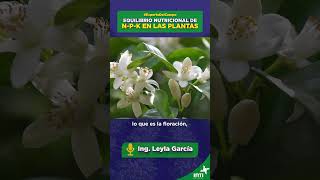 🌾 ¿Por qué es importante asegurar una correcta fertilización de NPK 🌾 [upl. by Ornstead]