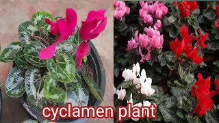 cyclamen plantcomplete care  tips and fertilizer  how to save cyclamen plant in summer [upl. by Rudin]