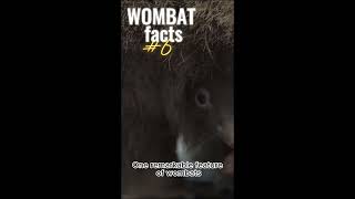 Wombat 10 Interesting facts [upl. by Neirad]