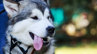 Uncovering the Characteristics of Alaskan Malamute Puppies [upl. by Shay]