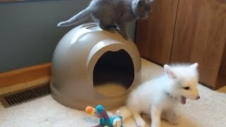 Must See Adorable Kitten Plays with Pet Foxes [upl. by Wynne]