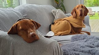 Vizsla fun packed weekend  Part 2 [upl. by Gabler]