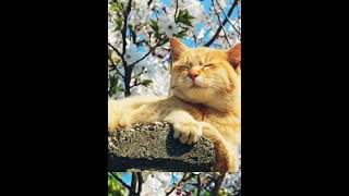 Gatto che annusa la Primavera cats catlover [upl. by Akfir691]