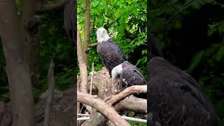 Whitetailed eagle \Haliaeetus albicilla birds [upl. by Osric]