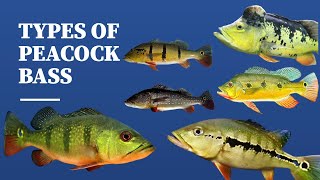 TYPES OF PEACOCK BASS [upl. by Thurber706]