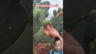 Phon kaktus berbuah segar 😍 fruit cactus satisfying shorts [upl. by Einaej]