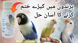 How to Safe birds from mites  Scatt best for birds love4birds [upl. by Tabbatha]