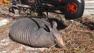 Bowhunting Small Game Armadillo Taken With The G5 SGH [upl. by Neelav687]