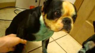 Dyeing your dogs food coloring [upl. by Nilre]