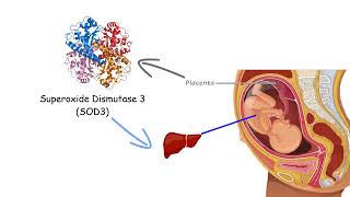 PREGNANCY and EXERCISE Health Benefits Birthweight How Does Exercise Effect Newborns [upl. by Nohtahoj571]