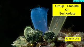 Sub Phylum Craniata  Euchordata Diversity of Life Forms  CSIRNET GurMantra [upl. by Aigneis]