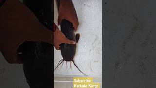 5 kg big size 🐠African catfish feeding magur machli mushi fish catching monster fish fish catfish [upl. by Reddin]