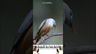 Estorninho de cauda castanha lendasdoencarte birds passaros aves fauna viralshort viralvideo [upl. by Ahsimit]