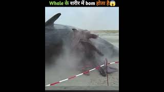 why are sharks so dangerous😨 shorts trending allfacts shark whale facts [upl. by Ramed]