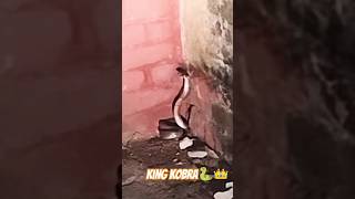 Real black cobra 🐍👑 viralvideo kingcobraattack [upl. by Grier459]