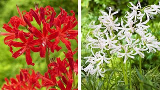 How to Plant Nerines Summer Garden Guide [upl. by Nakhsa30]