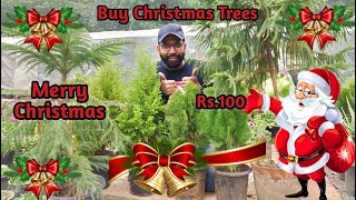 Buy Real Christmas Trees  Araucaria Golden Green Cypress  Indoor Plant [upl. by Morehouse542]