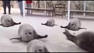 Bouncing seals [upl. by Donia]