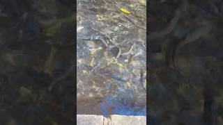 Feeding trout at the Hatchery at Maramec Springs [upl. by Ojillib]