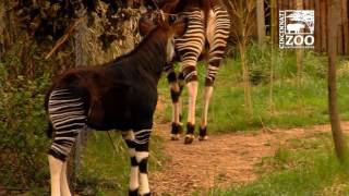 Okapi Calf First Time Outside  Cincinnati Zoo [upl. by Zacks145]