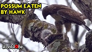 Red Tailed Hawk Eating Opossum Alive  WooGlobe [upl. by Neelav253]