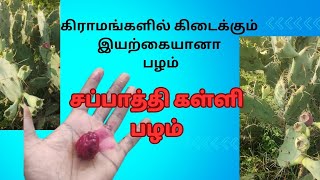 சப்பாத்தி கள்ளி பழம்prickly pear fruitTamil [upl. by Behre252]