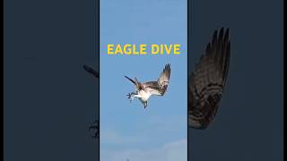 Eagle Dive birds [upl. by Omura]