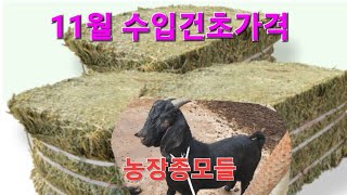 신성동물농장 염소방송tv11월 수입건초가격 과 흑염소 종모와 후보들 입니다 사료가격 건초가격 흑염소 [upl. by Becky]