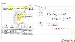 A diagrammatic view of a typical anatropous ovule is given below in which of the following [upl. by Yenttirb]