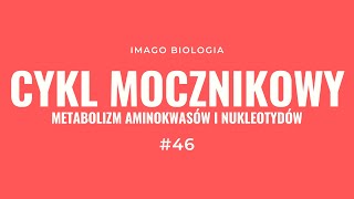 Cykl mocznikowy Metabolizm aminokwasów i nukleotydów [upl. by Victoir]