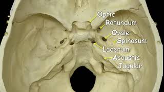 Cranial Foramina  Mnemonic Phrase [upl. by Pallas]