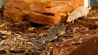 Eastern Diamondback Rattlesnake Takes Mouse With Massive Venom Injection [upl. by Nee518]