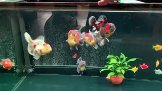 Minh’s goldfish tank [upl. by Evslin]